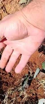 How to Eliminate Moles and Gophers