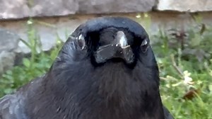 380K views · 20K reactions | Wild crow goes for walk with woman every day | GeoBeats Animals | Facebook