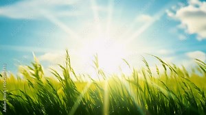 looped animation blades grass swaying gently beautiful sky backdrop creating serene nature scene enhanced lens flare effects that capture warmth sun 4K leaf lawn background country
