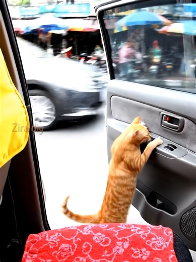 Unbelievable Cat Tricks That Will Amaze You