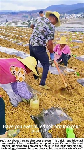 Root Support: Hand-Hilling Soil Around Vegetable Seedlings 🌿🧑🌾