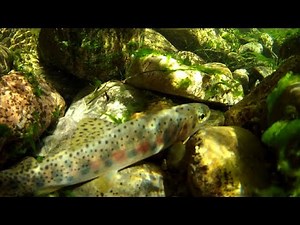 Wildlife Biology at University of Montana - Dr. Lisa Eby