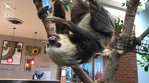 15K views · 1K reactions | Check in with our three Hoffmann's...