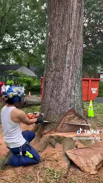 Got rain on taking this massive dead oak #fouryou #fyp #treework #arborist #chainsawman #treeclimber #500i #thor #viral #chains-003 #Foryou #unitedstates #unitedkingdom