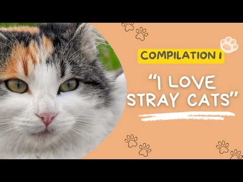 "i love stray cats :3" — compilation 1 ₍^. .^₎Ⳋ