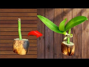 How to Root and Propagate Orchids - Easy Technique