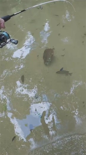 Turtle on the gas! 🐢💨 Sooty grunter fishing