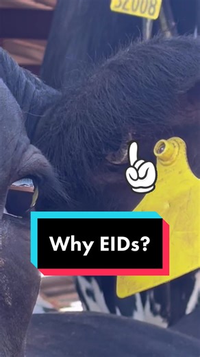 Tell me your favorite thing about EIDs! Efficiency is better for cows and people. When a dairy first starts using these, the difference in speed and accuracy of daily tasks is incredible! These EIDs are from Allflex Livestock Intelligence, a portfolio of technology products within Merck Animal Health. #MerckAnimalHealthCattle #Allflex #farm #farmtok #livestock #allflexlivestockintelligence #animalhealth #animals #animalhealthmonitoring #dairy #cow #calf #eid #id #electronic #identification #stat