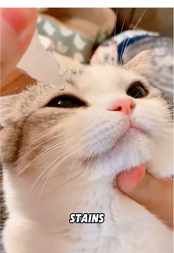 Essential Cat Care Tips: What Your Cat Won't Tell You