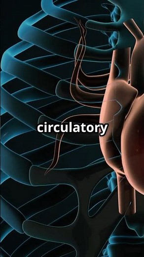 The Circulatory System: How Blood Travels Through Your Body 3. #CirculatorySystem #BloodJourney