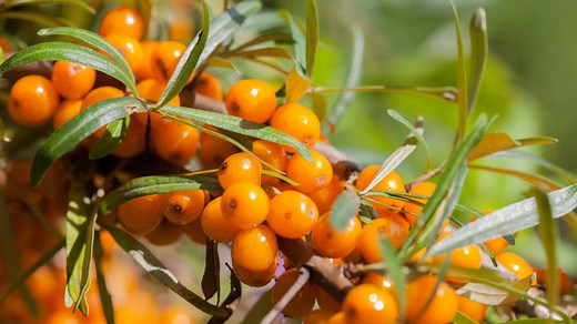 Seaberry Is The Unique Fruit With A Bright Citrus Flavor - Tasting Table