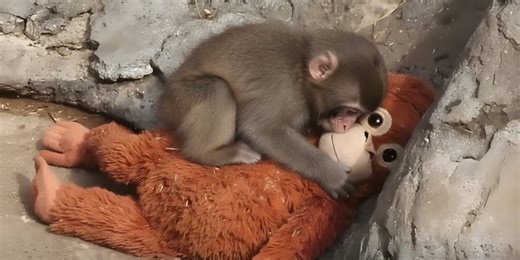 Punch the Monkey: Meet Japan’s Famous Baby Monkey
