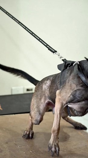 33K views · 904 reactions | Just testing my new camera #protectiondog #knpv #knpvlines #workingdogshit #shieldk9onlinestudent #belgianmalinois | Dog Trainer Cebu | Facebook