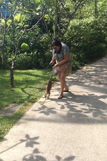 Monkey jumps on woman during photo attempt in Krabi, Thailand