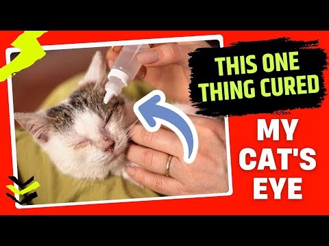 How to Treat Your Cat’s Eye Infection Before It Gets Worse
