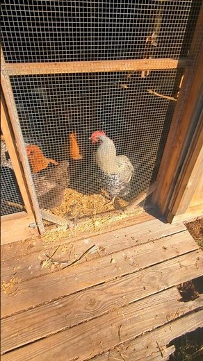 Are The Chickens Freezing Cold?