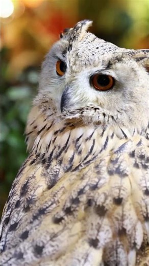 Adorable Baby Owl Hooting at Night 🦉🌙 - You Won't Believe How Cute!