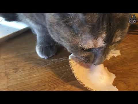 Cats Who Say Nom Nom Nom! (A Compilation)