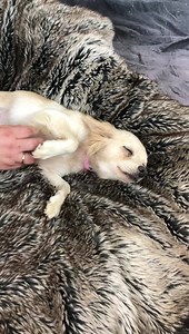 4.9K views · 471 reactions | Sweet Clio. Available for adoption￼ | Recycled Pomeranians and Schipperkes Rescue | Facebook