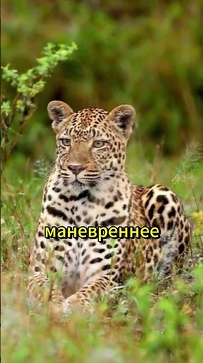 Кто сильнее: тигр или леопард?