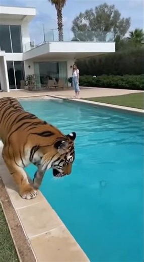 “Cheetah Takes Over Forest Pool — Tourists Freeze in Shock” #wildlife #animals #rescue