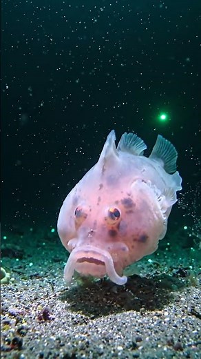 The 'World's Ugliest Animal' is a Lie 🤯 Deep-Sea Secrets of the Blobfish #Shorts