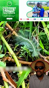 Insects animals are so many #reels #viral | Street NAIJA