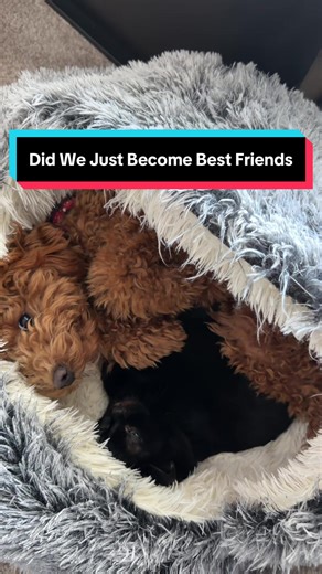 We weren’t sure how Tuesday and my dad and stepmoms puppy would get along but Hazel was determined to make Tuesday love her 😂🥰 #tuesdaythedwarfcat #cattok #petlover #dogandcat #furrybestfriends