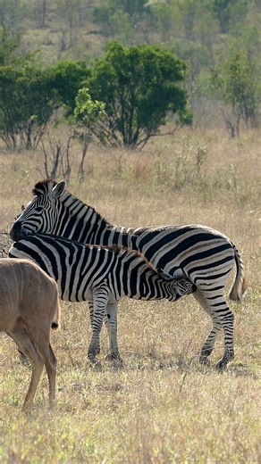 2.5M views · 7K reactions | Baby zebra sipping on the finest milk, courtesy of his momma. --- #babayzebra #zebra #zebras #krugerparksouthafrica #krugerexplorer #kruger #naturegeography #safariphotography #natgeophotography #Equusquagga #zebrasofinstagram #wildlifephotos #wildlifesafari #wildlifereels #wildography #wildlifephotography #travelphotography #wildlifeofinstagram #animalovers #bestwildlife | Nwrnamibia | Facebook