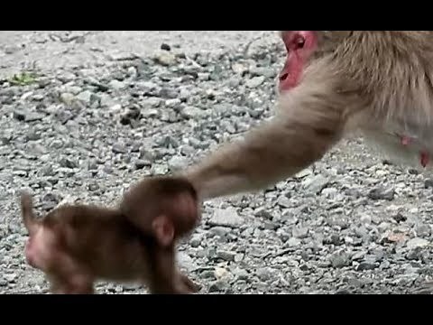 Oh! Poor baby monkey