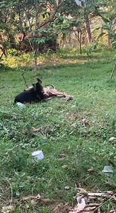 Rural Dogs #pet #petpeeve #doglover #reelschallenge #reelsviralシ #reelsfypシ #reelsviralfb #reels2024 #facebookreel #reelsfb | Life's Fantastic