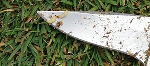 Annual Bluegrass Weevil: Scouting and Controlling - Advanced Turf Solutions