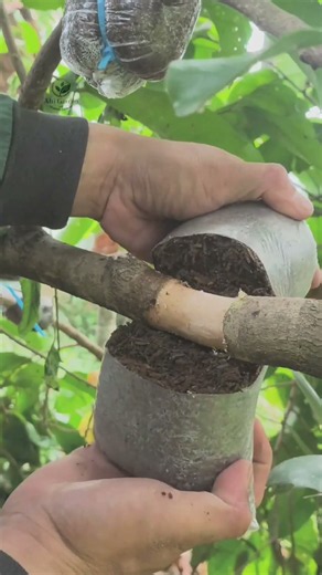 Simple Way to Propagate Fruit Trees by Air Layering #airlayering #plantpropagations #gardening