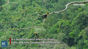 A baby great hornbill leaves its nest and flies! Click to see how the beautiful bird with a bright bill makes its debut in Yunnan, China | Xinhua Culture&Travel