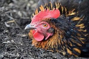 A comparison of 21  chicken coop bedding materials: The good, the bad, and the ugly — The Featherbrain