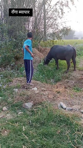 राँगा ब्यापार scene #fyp #goviral #lumi -ray#loveyou #support