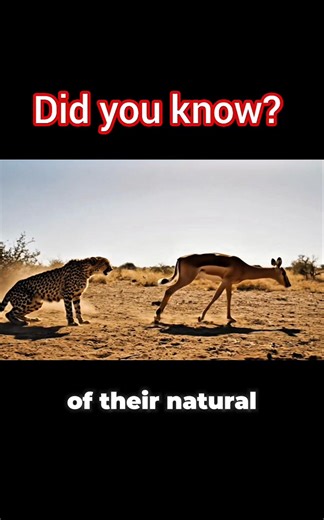 The Ghost Leap #cheetah | History is Back