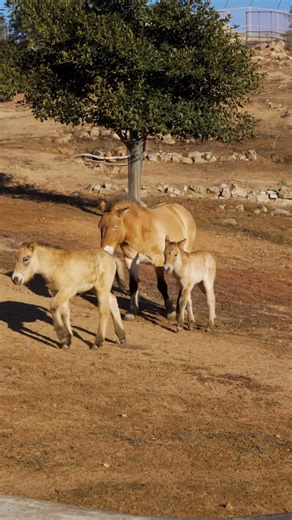 San Diego Zoo Safari Park on Instagram: "A pair of Przewalski’s perfection 💙 Wonder-foal news that the Safari Park is honored to have welcomed another Przewalski’s filly into the herd. The newest little one was born to mom Gal and dad Ziggy on October 24, and the two fillies were born just about a month apart. Both youngsters are essential additions to global populations of this endangered species, and we’re proud to continue collaborating with partners around the world to support their conserv