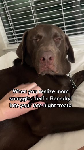 Dog Allergies and Benadryl: A Funny Nighttime Story