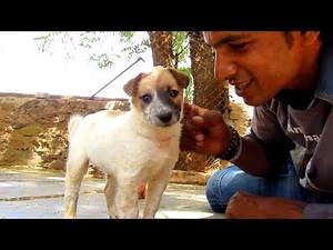 4 puppy rescues that will make your day!