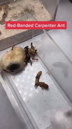 Red-Banded Carpenter Ant Colony #camponotus #camponotuschromaiodes #carpenterants #redbandedcarpenterants #fyp