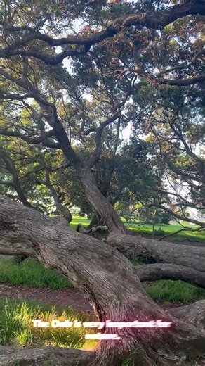 The Secret of the Oak Tree 🌳 | Origin & Benefits