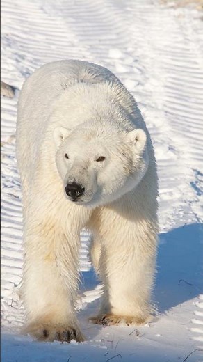 This Bear Is the Largest on Earth (Here’s Where!)