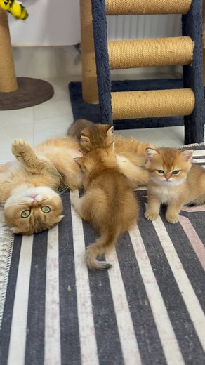 meshkat shabihi on Instagram‎: "اینم از مادرای نسل جدید ما 🤣😂 به نظرتون غر میزنه یا تایید میکنه حرفامو؟😅🥹 @pet.homecat #گربه #حیوانات_خانگی #گربه_اشرافی #بریتیش_شورت_هیر #پیشی_کوچولو #بریتیش #پیشی_ملوس #حیوانات"‎