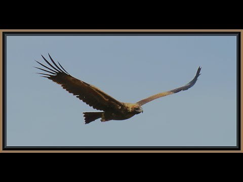 Wedge Tail Eagles in flight. (Gundabooka National Park.)