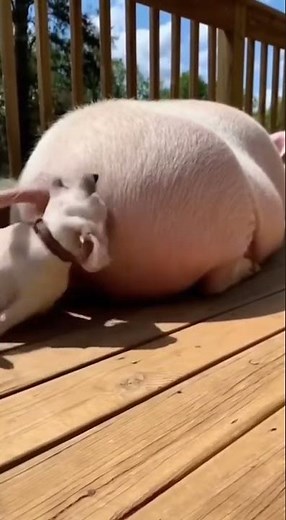 The Pig Drops a Bomb… 💥💨🐶 #ViralVideo #FunnyAnimals #PigFart #DogReaction #AnimalComedy
