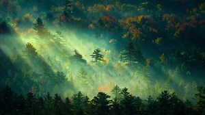 In The Early Morning Forest HD Live Wallpaper For PC