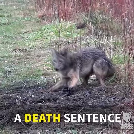 Watch a 'Humane' Padded Trap Snap Pencils, Vegetables, and More