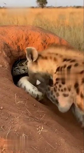 “Hyena Ambushed by Giant Python! Real Wild Footage You Won’t Believe 😱🐍🦴”