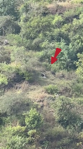 Power zoom 600x 😱 #usa